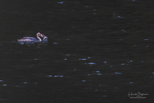 Great crested grebe in its natural habitat
