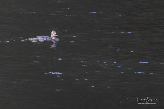Great crested grebe in its natural habitat
