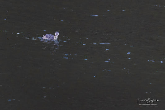 Great crested grebe in its natural habitat