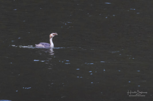 Great crested grebe in its natural habitat