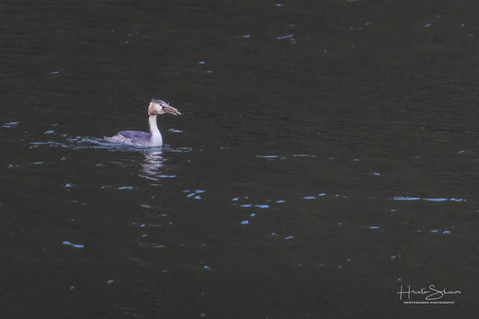 Great crested grebe in its natural habitat