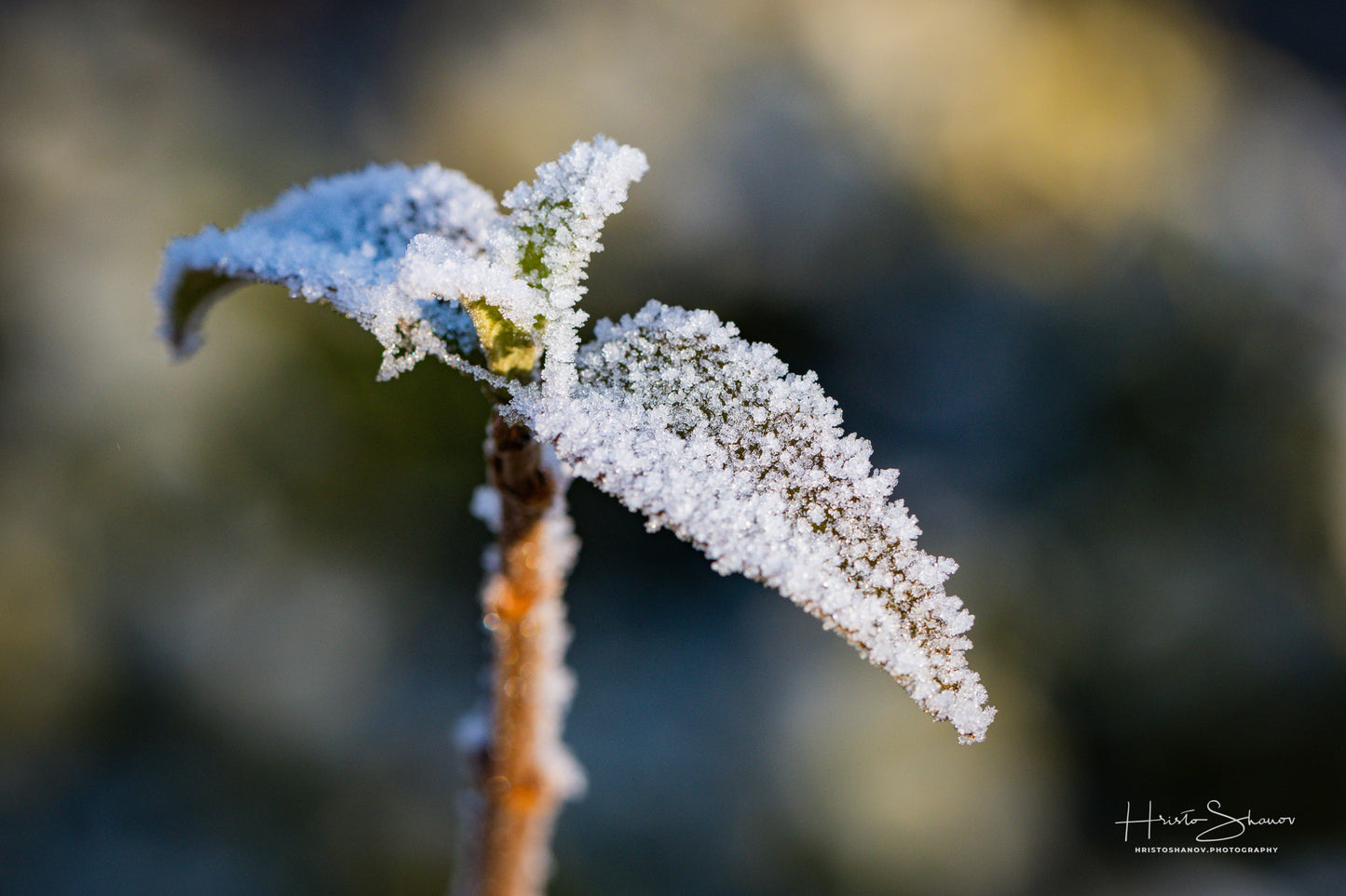 Frozen leaves