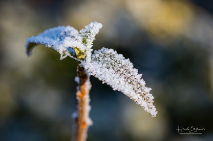 Frozen leaves