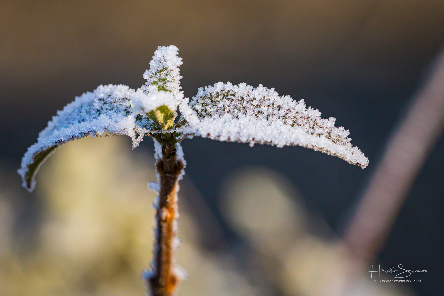 Frozen leaves