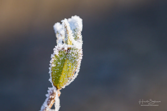 Frozen leaves