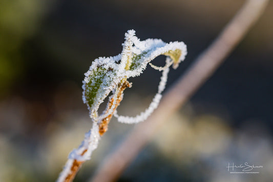 Frozen leaves