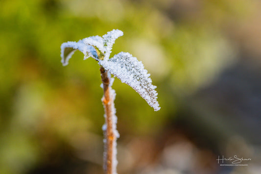 Frozen leaves