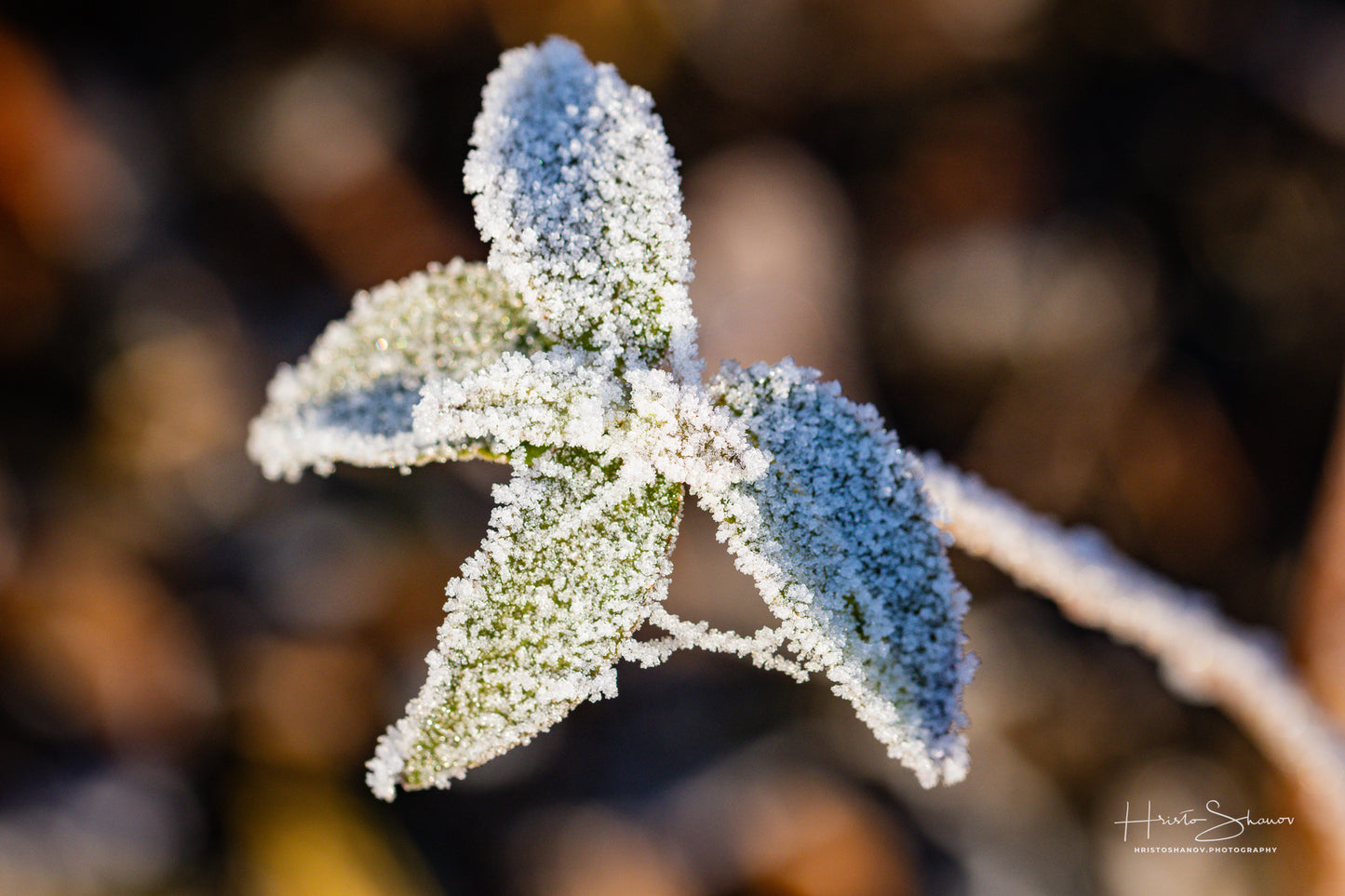 Frozen leaves