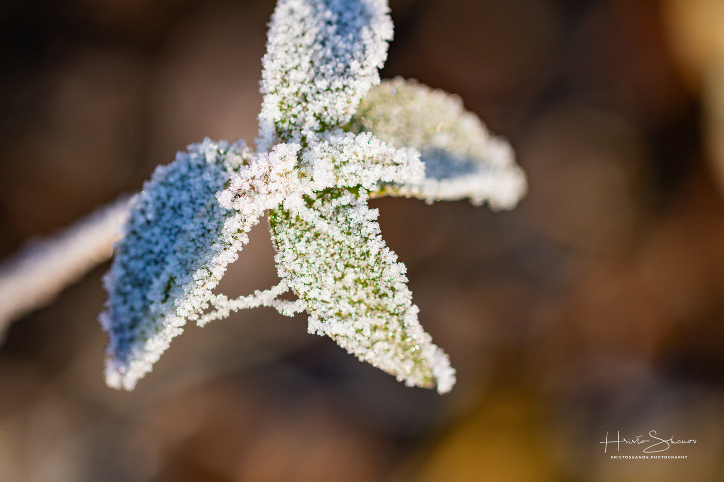 Frozen leaves