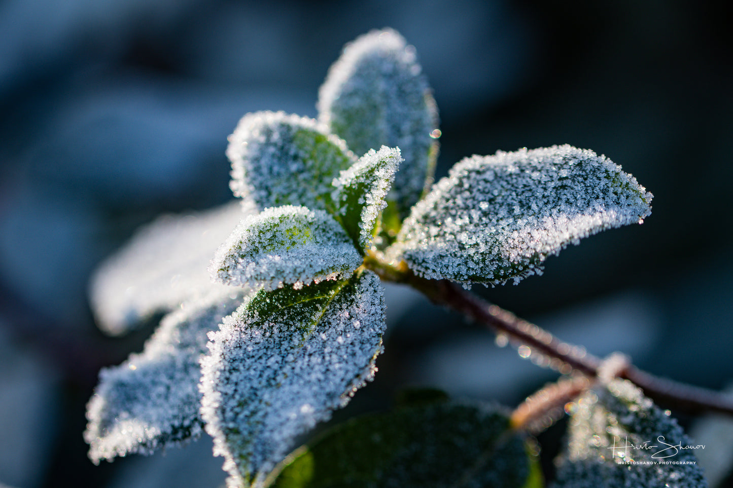 Frozen leaves