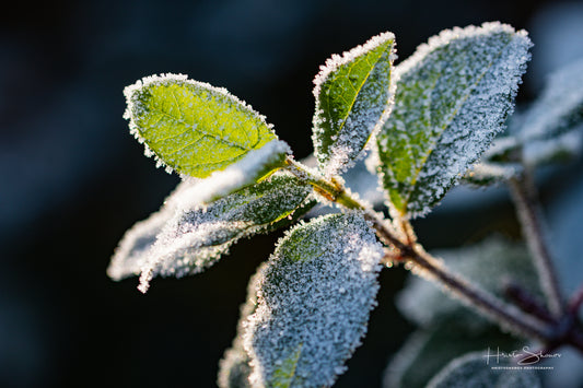 Frozen leaves