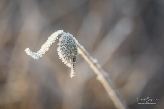 Frozen leaves