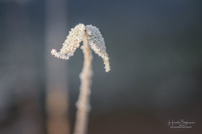 Frozen leaves