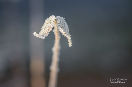 Frozen leaves