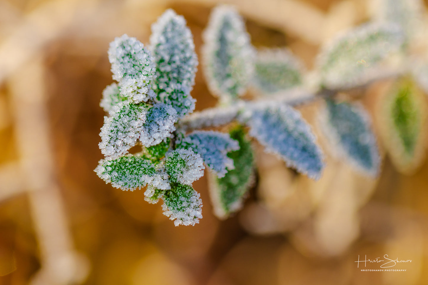 Frozen leaves