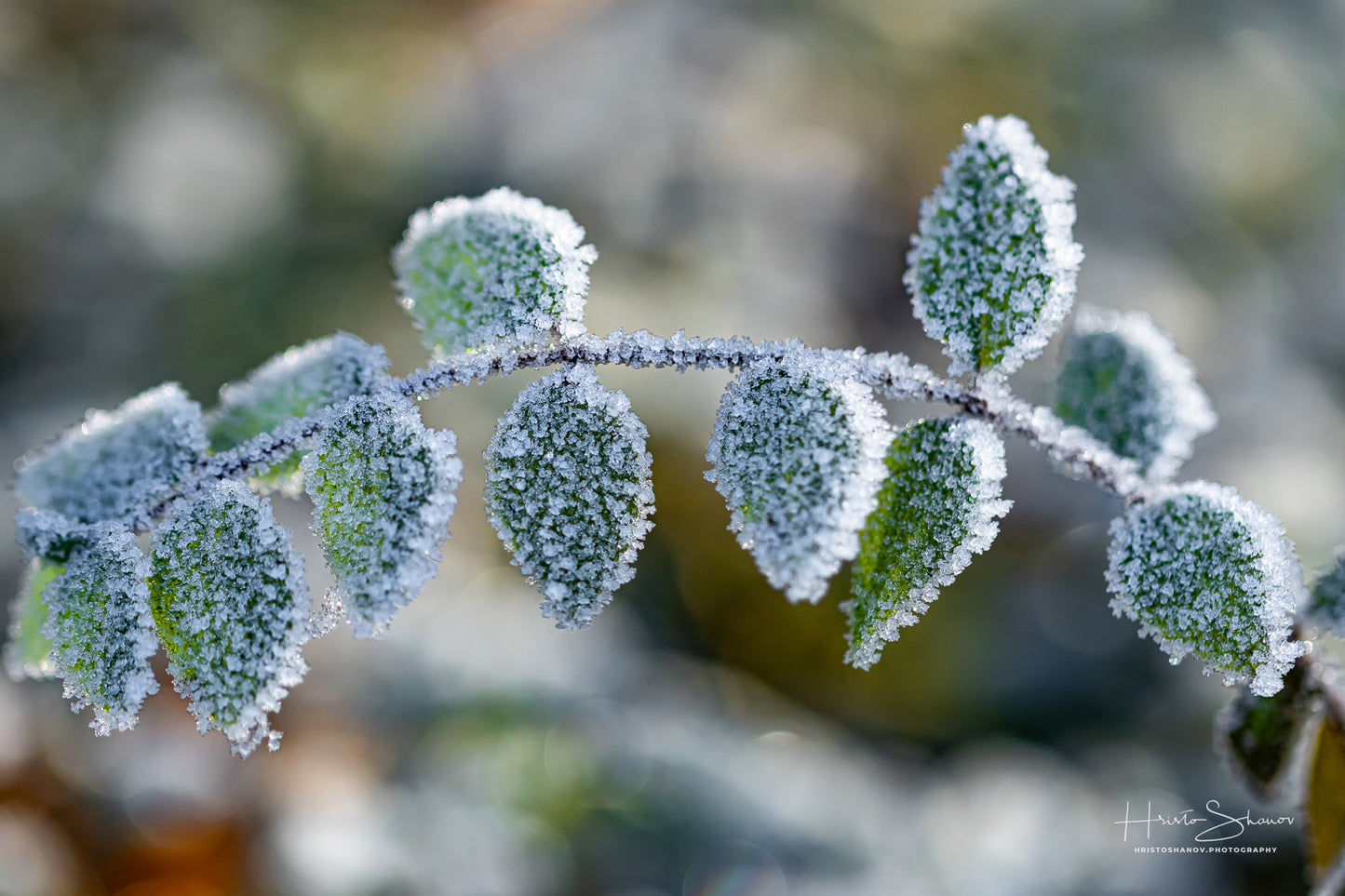 Frozen leaves