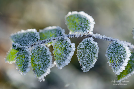 Frozen leaves