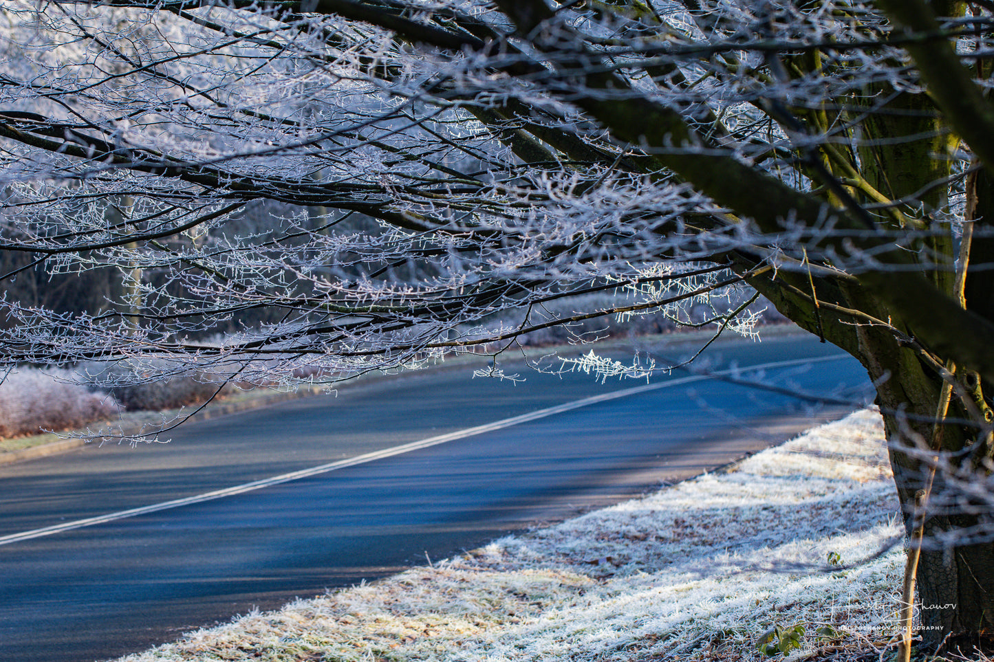 Frozen Nature