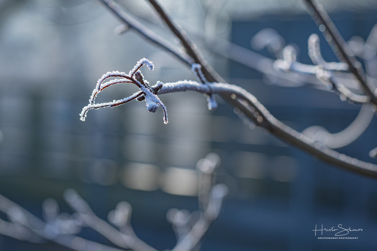 Frozen Nature