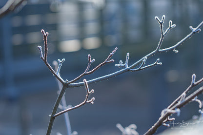 Frozen Nature