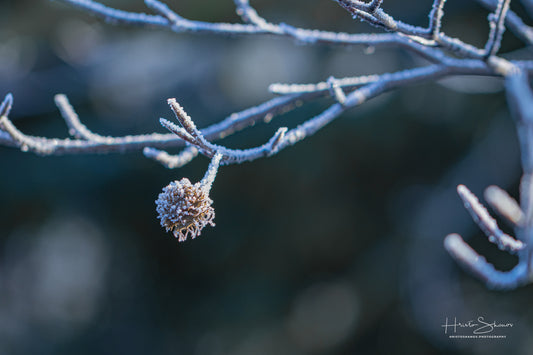 Frozen Nature