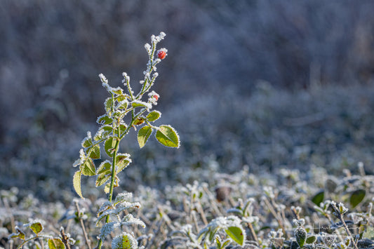 Frozen leaves