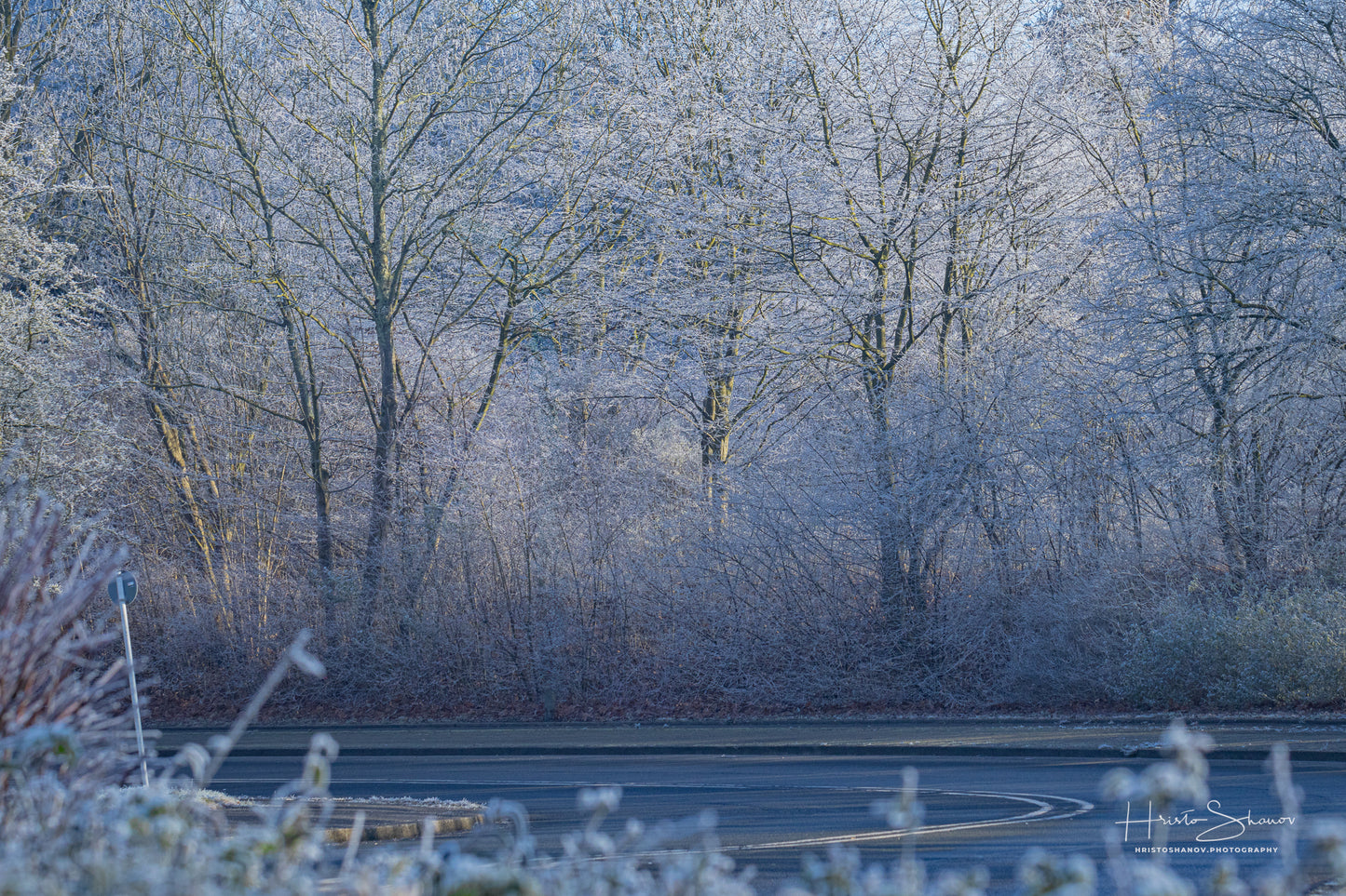 Frozen trees