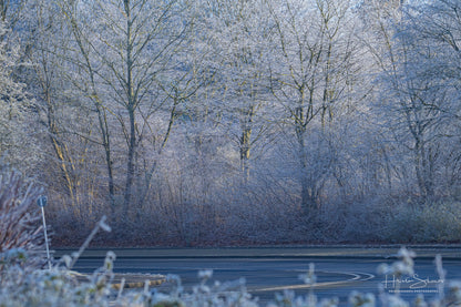 Frozen trees