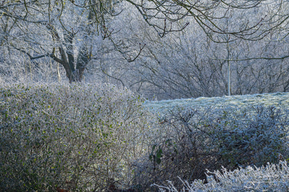 Frozen trees