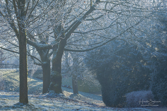 Frozen trees