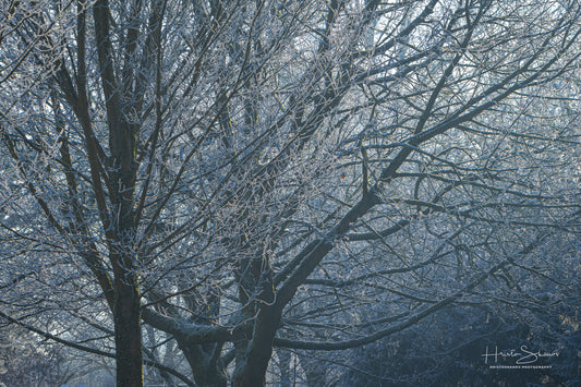 Frozen trees