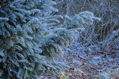 Frozen trees