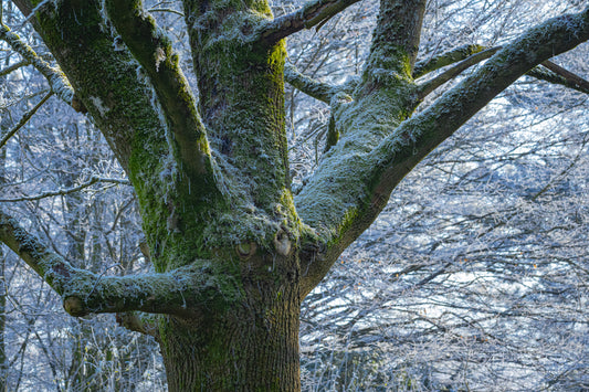 Frozen trees