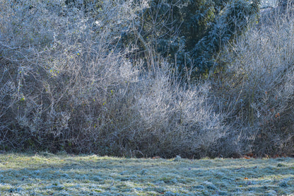 Frozen trees