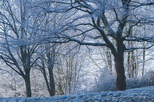 Frozen trees