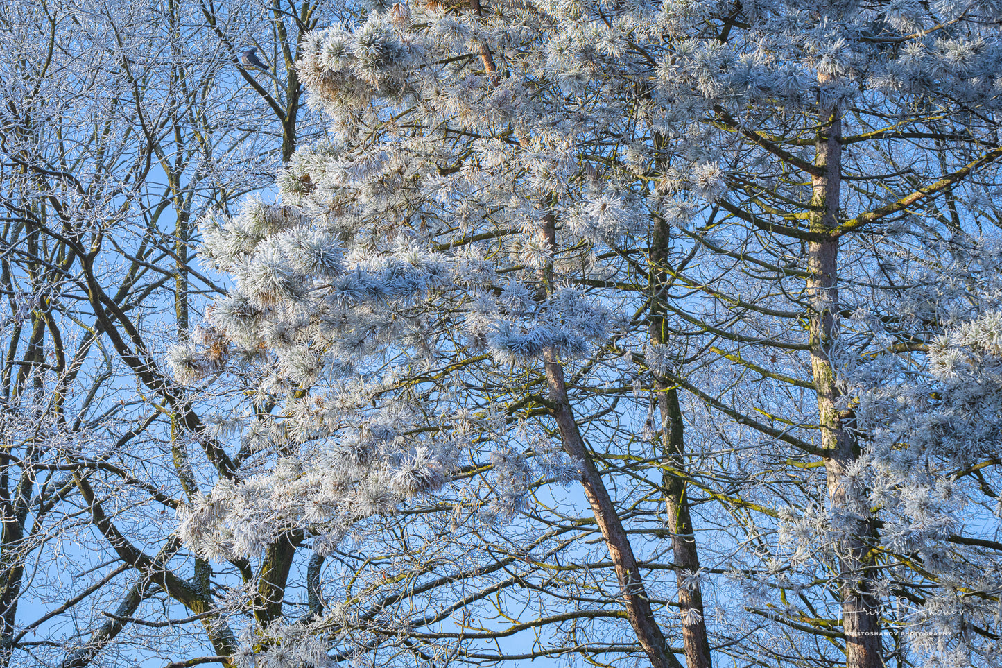 Frozen trees