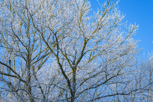 Frozen trees