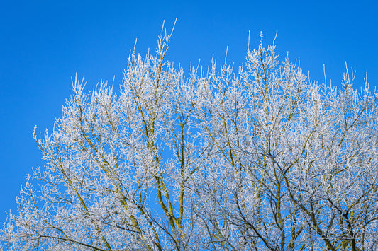 Frozen trees