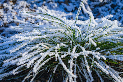 Frozen grass