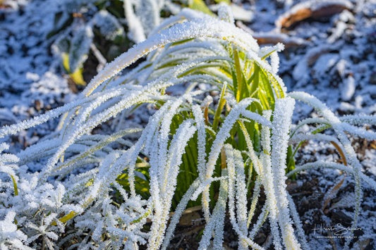 Frozen grass