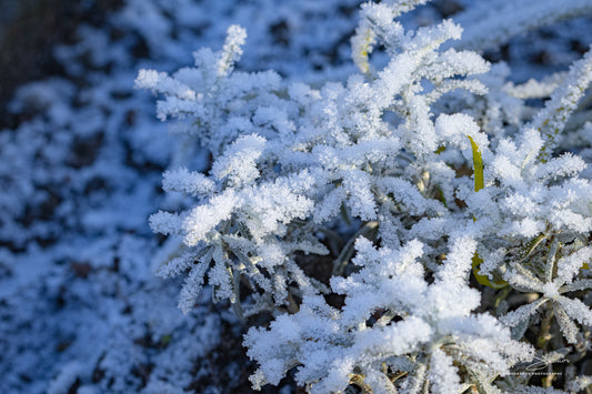 Frozen grass