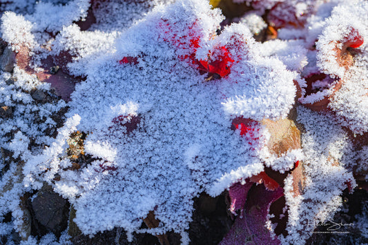 Frozen plants