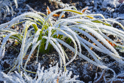 Frozen plants