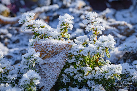 Frozen plants