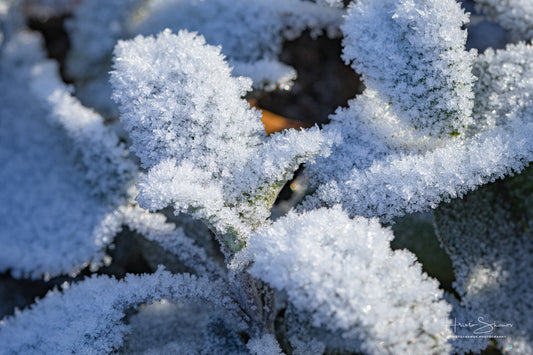 Frozen plants