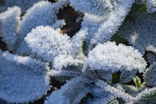 Frozen plants