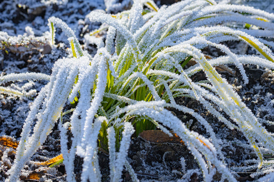 Frozen plants