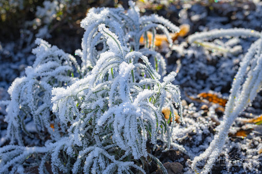 Frozen plants