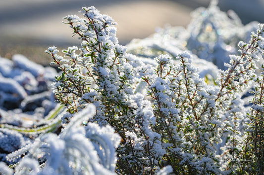 Frozen plants