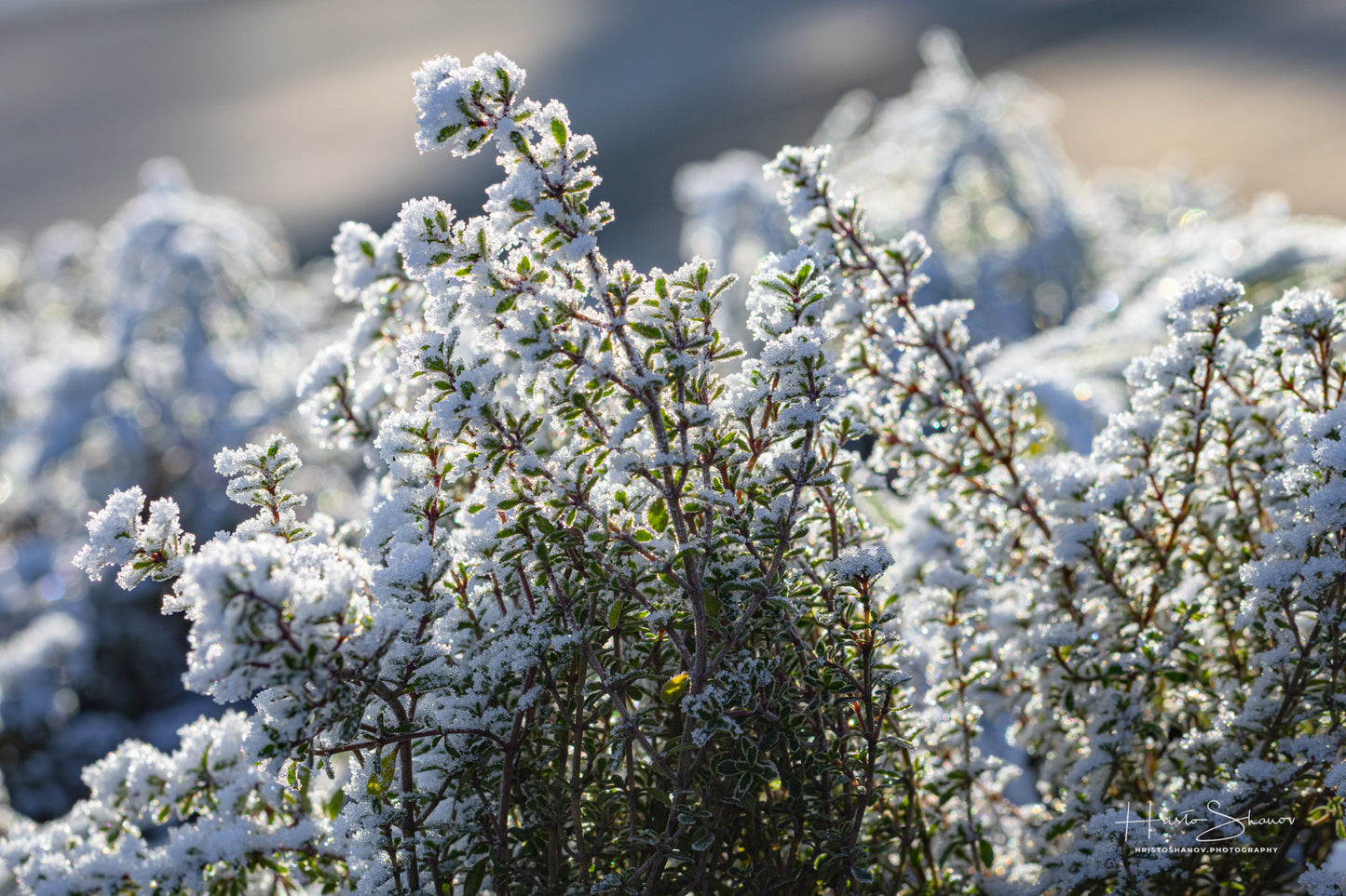 Frozen plants